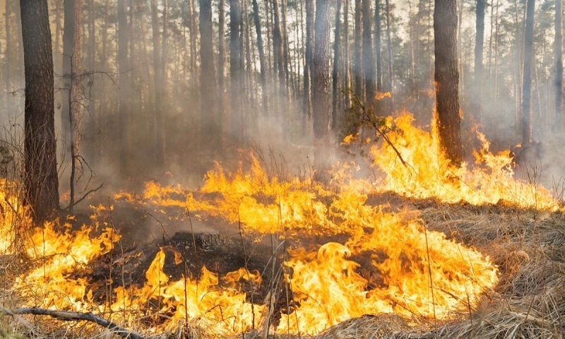 Delegado Humberto Aqueveque: “Afectación de incendios forestales bajó 64% el último quinquenio”