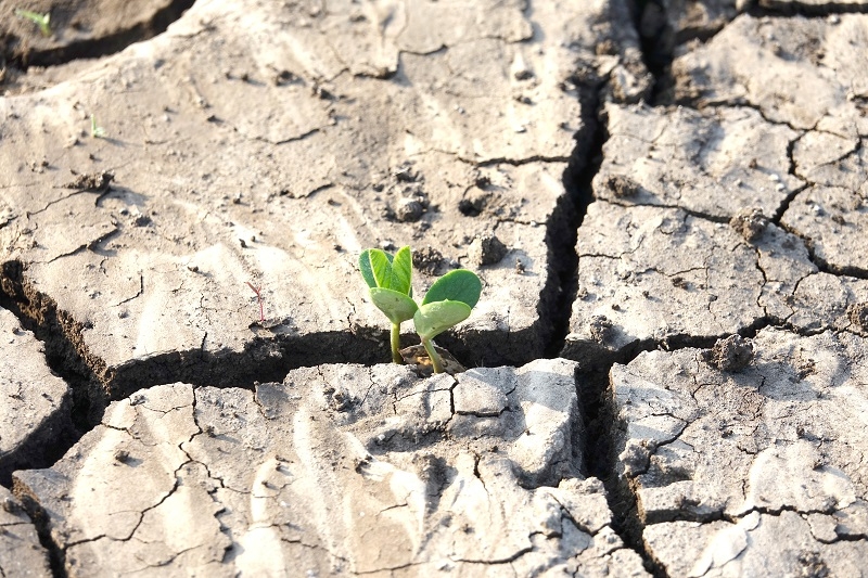 Cambio climático impactaría en el uso  de suelo y en el precio de los alimentos 