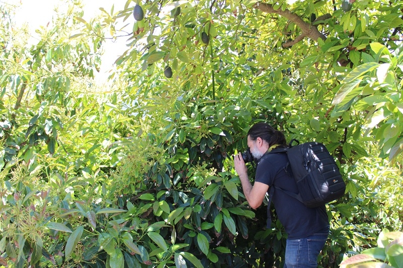 Estudio de la floración en palto Hass observa abundancia y diversidad de insectos silvestres